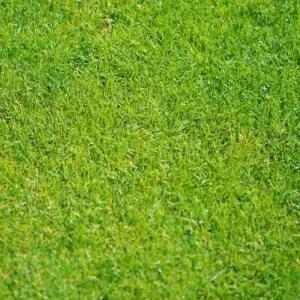 정원 골프장 운동장 축구장 산소 잔디 씨앗 종자 30g 꾸미기 4계절 판매