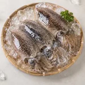 여수 생물 활 갑오징어 1kg 당일조업
