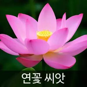 와이지유통 연꽃 씨앗 10알 연자육 홍련 백련 종자 꽃 수련 꽃씨