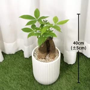 파키라 40cm 코스트코 코와샵2606