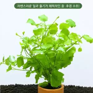 중후경 포인트수초 카다민리라타 1포트 키우기쉬운 입문용 잘크는 구피 치어 은신처