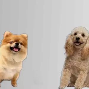 강아지 습식사료 전연령 영양밥상 오리 10개