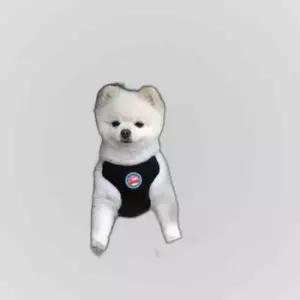 패리스독 쁘띠 올데이카시트 (베이지)