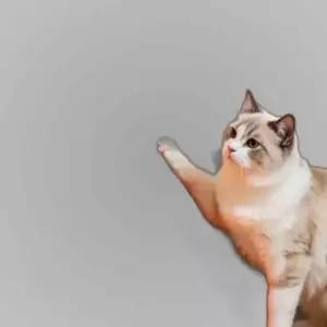 귀여운 고양이 캣타워 스크래쳐 고양이 침대 애완용품