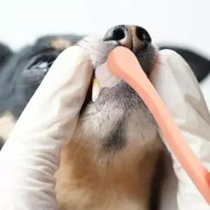 반려견 강아지 칫솔 양치 애견 초소형 치석제거