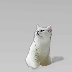 흡착식 고양이 발판 선반 창문 침대 캣워커 창문해먹