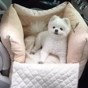 패리스독 강아지카시트 꿀잠 카시트 (베이지) 애견 반려견 차량용카시트