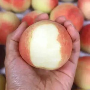대극천 납작복숭아 대과 1kg