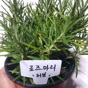 [모종모종]로즈마리 화분(공기정화 식물)허브