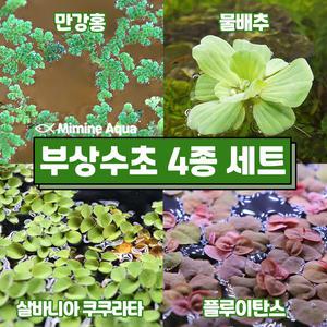 둥둥 수조 위 뜨는 부상 수초 키우기 4종 세트(SET18)