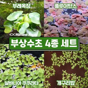 둥둥 수조 위 뜨는 부상 수초 키우기 4종 세트(SET16)
