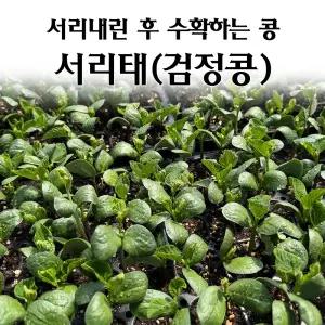 [모종심는아빠] 서리 이후에 수확하는 콩 서리태 72포트(모종120개이상)