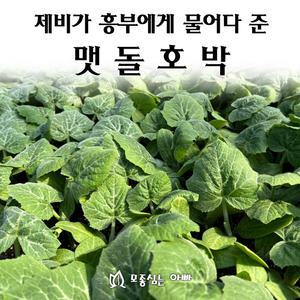 [모종심는아빠] 제비가 흥부에게 물어다 준 맷돌호박 모종3개