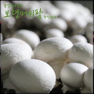 [보령머쉬팜] 양송이버섯 1kg  가정용 직접재배