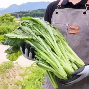 국내산 돌산갓 안갓 3.5kg 내외 갓김치 김장용 아삭하고 연한 생갓 홍갓