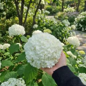 불두화나무 80cm 전후 수국 닮은 백당나무 스노우볼비버넘 흰꽃 정원수(목하원예조경)