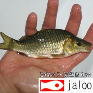 생먹이 자루 잉어 7-10cm급 5마리 비늘없는 민물고기 이스라엘 잉어 어항 수족관 연못 방생 실험용 관찰용 먹이용