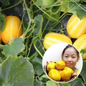 성주 꿀 참외 10kg 랜덤과 가정용 몬난이
