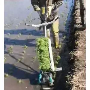 모내기 벼 모종 모심기 밭 묘목 볍씨 파종기 심는기계
