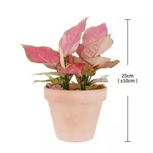 아글라오네마 토분, 25cm 코스트코 두레샵2606