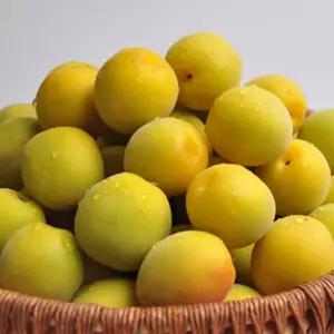 [롯데백화점]팜투맘 하동직송 GAP인증 하동 황매실 10kg(왕왕 3.9cm이상) / 순차출고