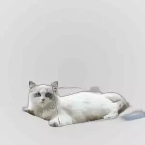 고양이 창문 해먹 흡착식 캣타워 선반 실내용 소형