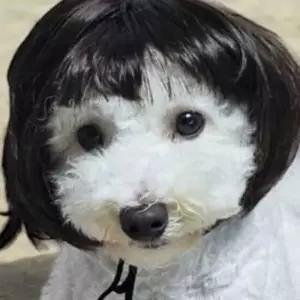 강아지 단발가발 애견패션 동물가발