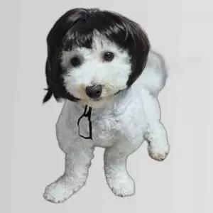 금잔디 단발 강아지 가발