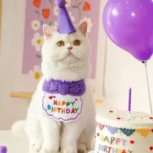 4컬러 반려동물 강아지 고양이 생일파티 케이프 세트