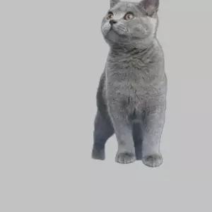 세련된 고양이 도넛 형태 반려묘 쉼터 편안한