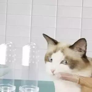애견 구강관리 손가락 실리콘 칫솔 애완동물 치아관리