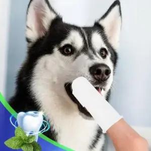 고급 강아지 고양이 애완동물 손가락 칫솔 구취 제거