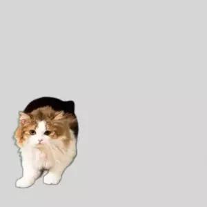 예쁜 고양이 장난감 고양이 스크래쳐 캣타워 숨숨이집