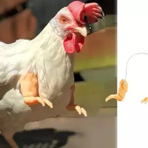 관상닭 의팔 조류용품