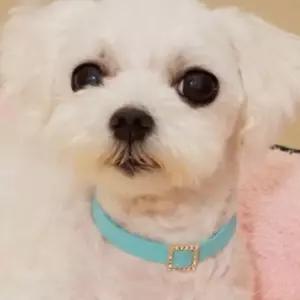 강아지 큐빅 방울 목걸이 색상랜덤 1P 길이 악세서리