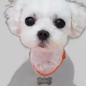 강아지 오색줄 인식표 팬던트 색상랜덤 이름표 1P
