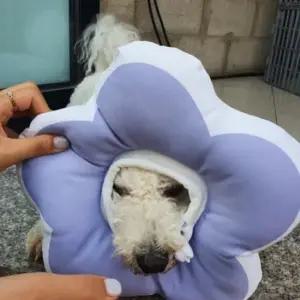 꽃피는 고양이 강아지 쿠션 넥카라 퍼플 깔대기 L