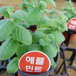 [모종모종]애플민트 화분(공기정화식물)허브