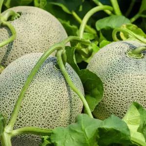 황금열매 국산 전라남도 프리미엄 꿀 머스크 메론 멜론 5수 6-8kg (업소용)