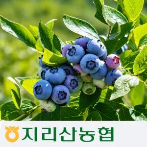 지리산농협-고랭지 무농약 친환경 블루베리