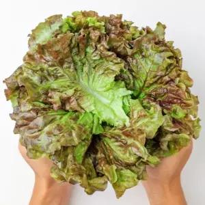 [산지직송] 아삭아삭 부드러운 노지 포기상추 2kg