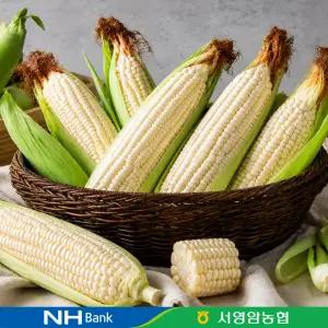 [품질보장] 남도 햇 찰옥수수 20개 특품 14cm 이상