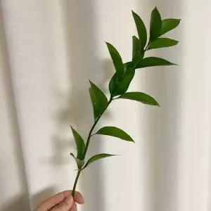 오후의 꽃 루스커스 유스커스 1줄기 꽃배달싼곳 양재꽃시장 생화택배