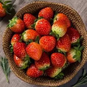 논산 설향 딸기 잼/쥬스용 1kg