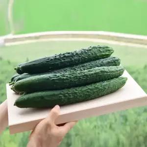 가시오이 10kg