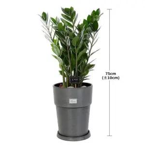 금전수 75cm 코스트코 두레샵2606