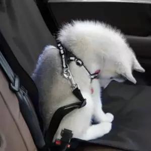 차량용 애완 카시트 강아지차시트 개카시트