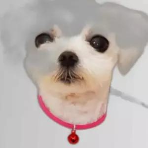 고양이 소프트 방울 목걸이 색상랜덤 1P 길이조절