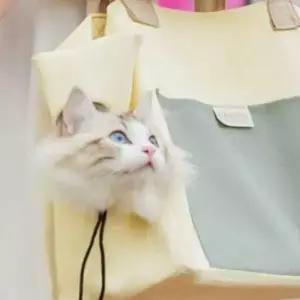 럭키 고양이 가방 푸들이동가방 반려견가방