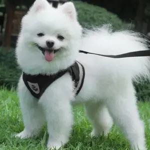 반사 띠 하네스 강아지 목줄 가슴줄